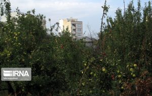 طرح‌های جامع شهرها بر پایه حفظ باغات تدوین و بازنگری می‌شود