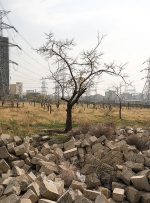 شهرداری تهران رکورد تازه زد؛ درآمدزایی از قطع درختان شهرداری تهران رکورد تازه زد؛ درآمدزایی از قطع درختان