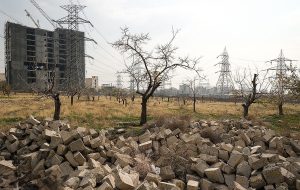 شهرداری تهران رکورد تازه زد؛ درآمدزایی از قطع درختان